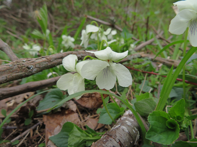 Viola striata (Striped cream violet) #77371