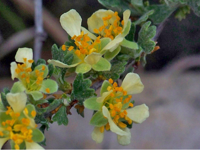 Purshia tridentata (Antelope bitterbrush) #34372