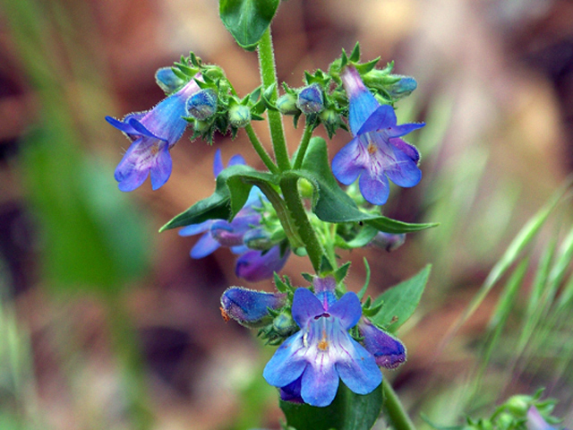 Penstemon procerus (Littleflower penstemon) #34385