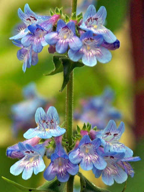 Penstemon procerus (Littleflower penstemon) #34387