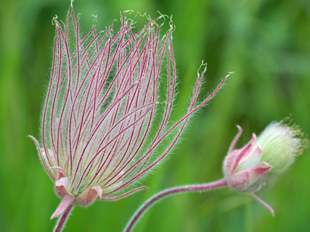 Geum triflorum (Old man's whiskers) #34422