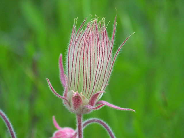 Geum triflorum (Old man's whiskers) #34423