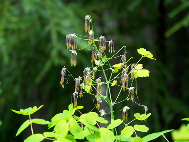 Thalictrum occidentale (Western meadow-rue) #34427