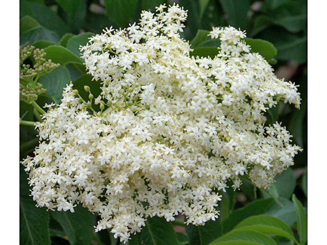 Sambucus nigra ssp. cerulea (Blue elderberry) #34433