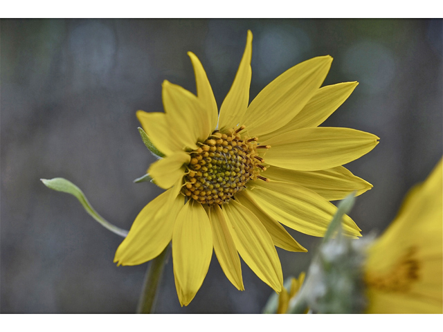 Balsamorhiza sagittata (Arrowleaf balsamroot) #34571