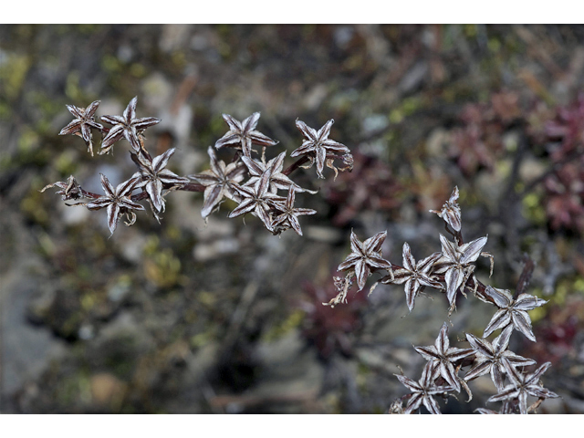 Sedum lanceolatum (Spearleaf stonecrop) #34581