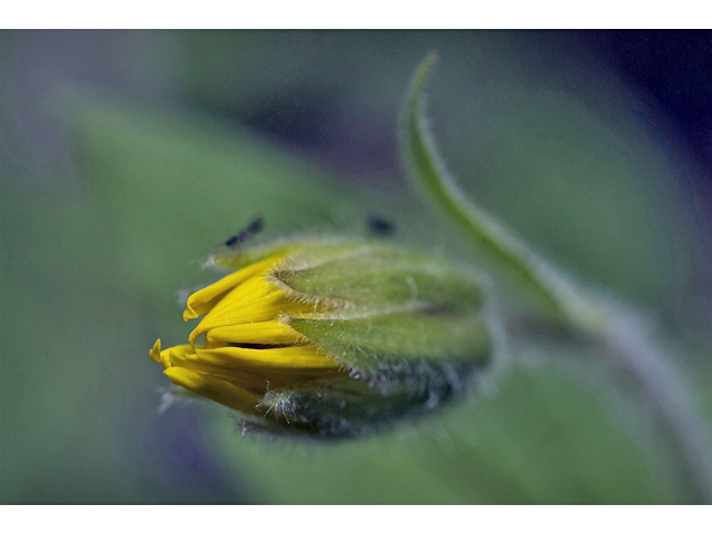 Arnica cordifolia (Heartleaf arnica) #34611