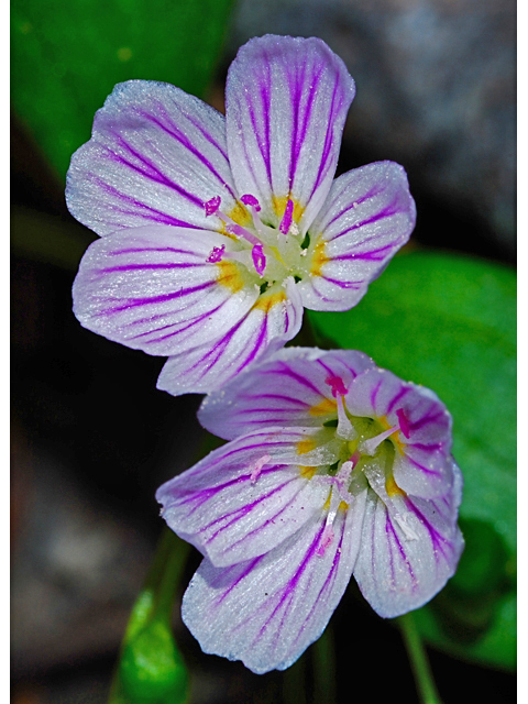 Claytonia sibirica (Siberian springbeauty) #34627