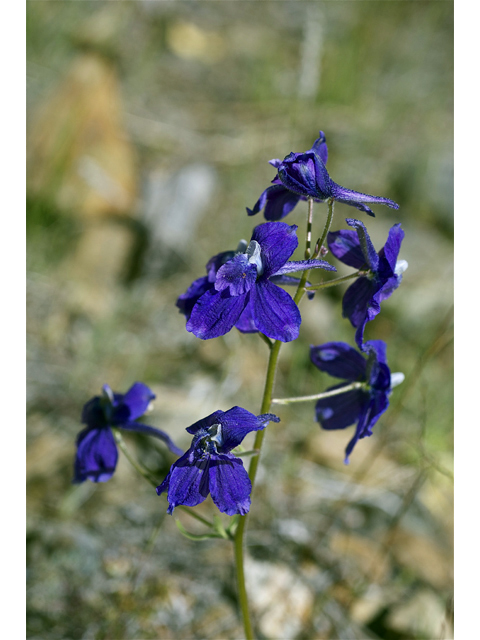 Delphinium nuttallianum (Twolobe larkspur) #34634