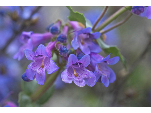 Penstemon procerus (Littleflower penstemon) #34652