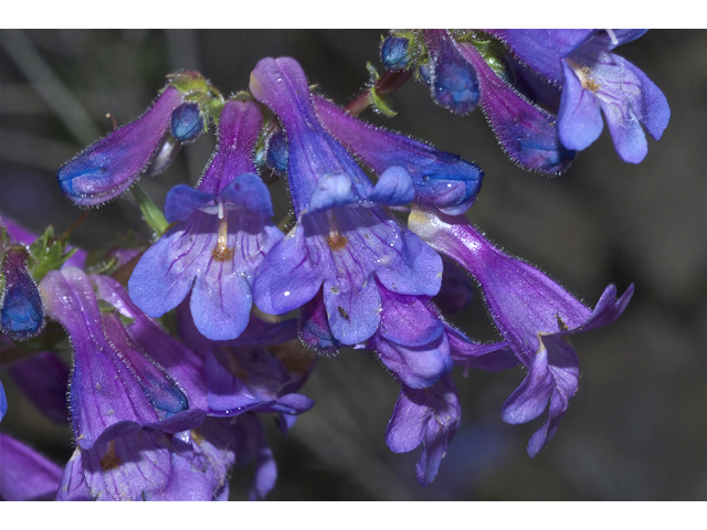 Penstemon procerus (Littleflower penstemon) #34654