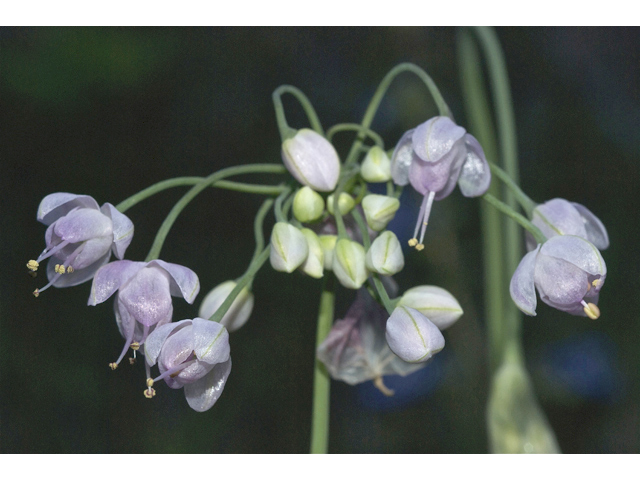 Allium cernuum (Nodding onion) #34729