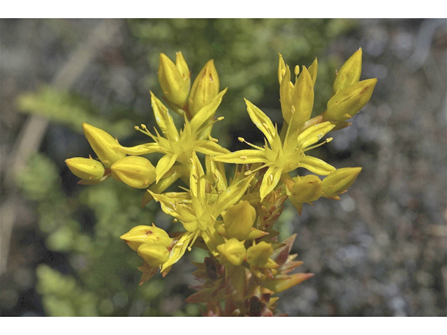 Sedum lanceolatum (Spearleaf stonecrop) #34742