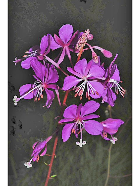 Chamerion angustifolium ssp. angustifolium (Fireweed) #34895