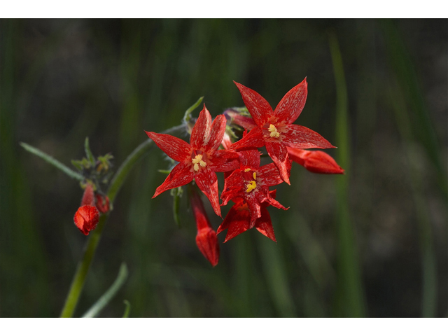 Ipomopsis aggregata (Scarlet gilia) #35046