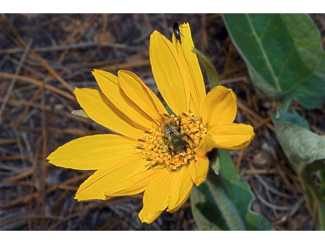 Balsamorhiza sagittata (Arrowleaf balsamroot) #35112