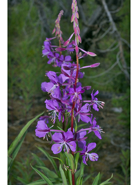 Chamerion angustifolium (Fireweed) #35151