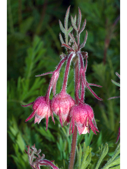 Geum triflorum (Old man's whiskers) #35158