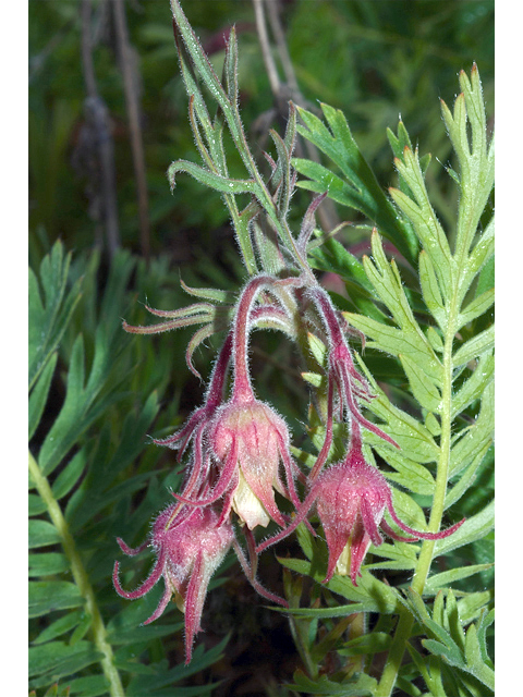 Geum triflorum (Old man's whiskers) #35161