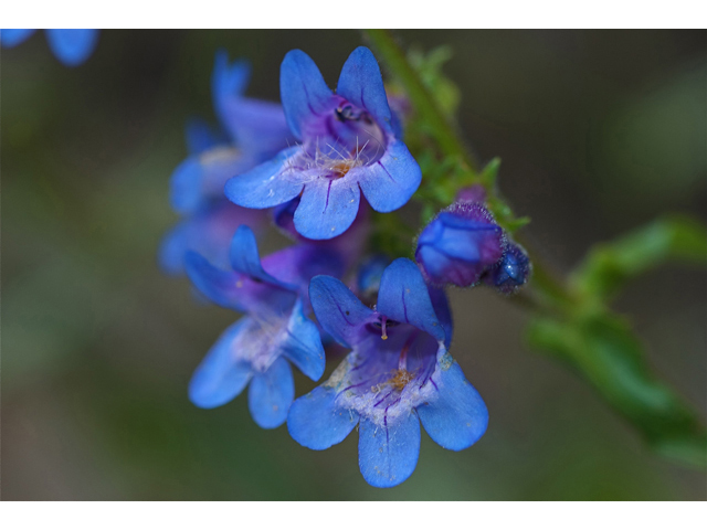 Penstemon procerus (Littleflower penstemon) #35185