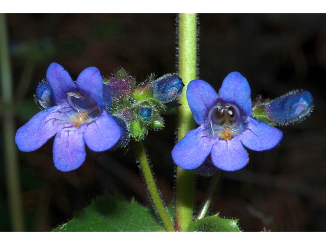 Penstemon procerus (Littleflower penstemon) #35186