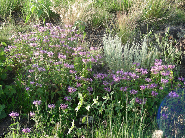 Monarda fistulosa (Wild bergamot) #44351