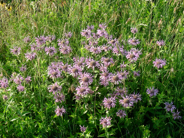 Monarda fistulosa (Wild bergamot) #44353