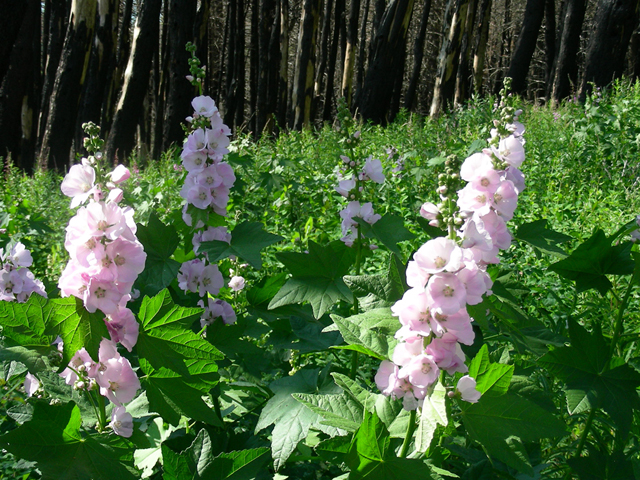 Iliamna rivularis (Streambank wild hollyhock) #44387