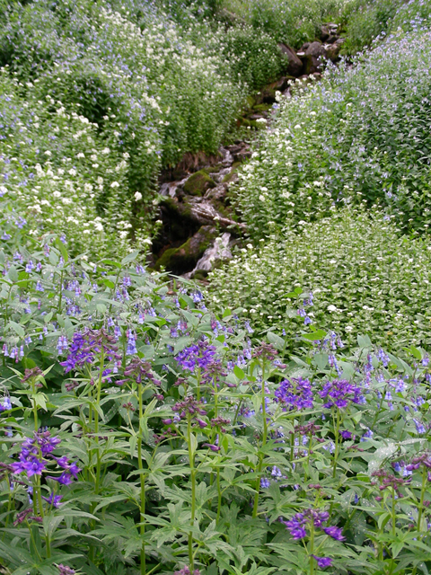 Delphinium barbeyi (Subalpine larkspur) #45669