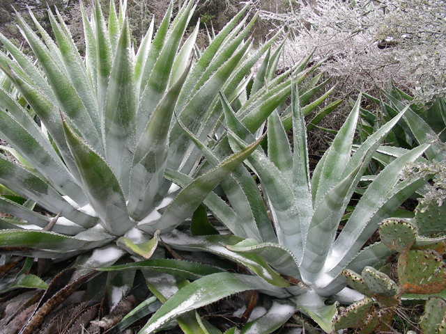 Agave americana (American century plant) #53135