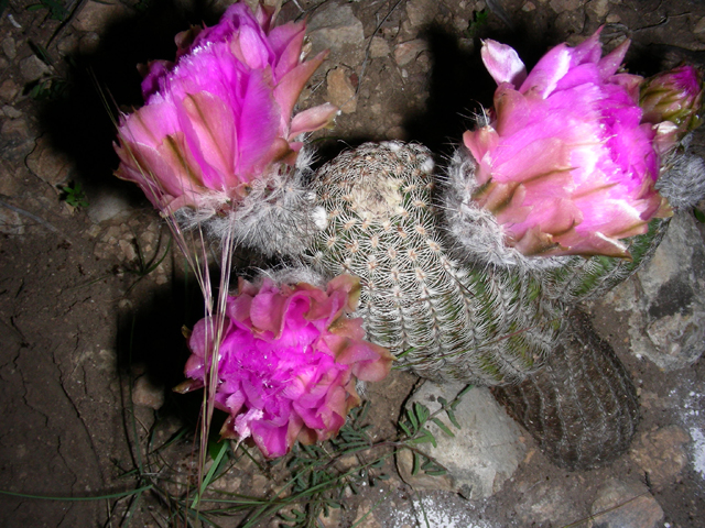 Echinocereus reichenbachii (Lace hedgehog cactus) #87196