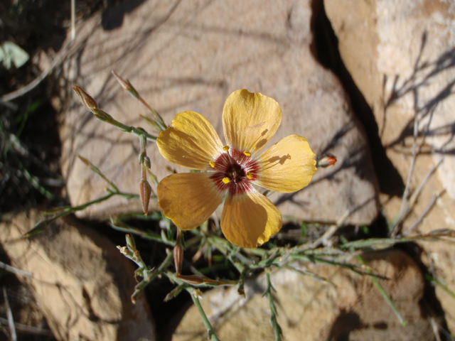 Linum puberulum (Plains flax) #60623