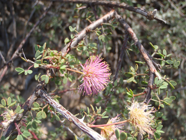 Mimosa turneri (Desert mimosa) #60630