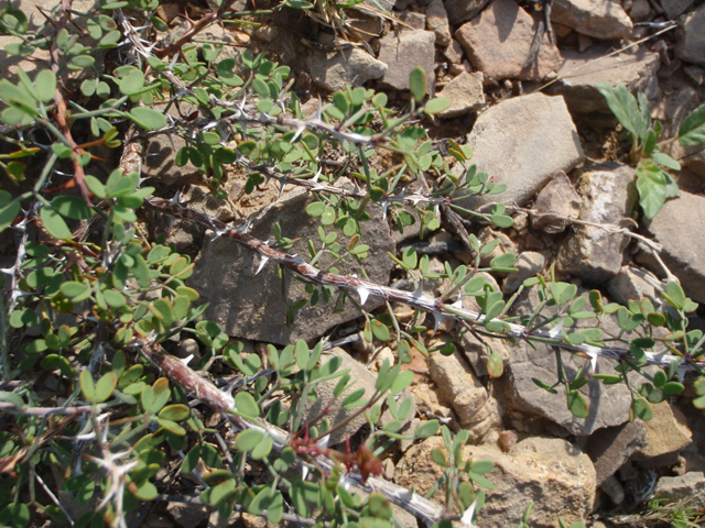 Mimosa turneri (Desert mimosa) #60633