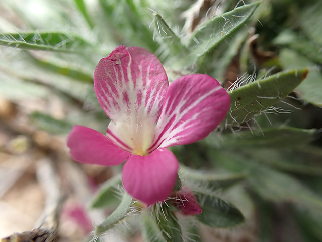 Stenandrium barbatum (Early shaggytuft) #71326