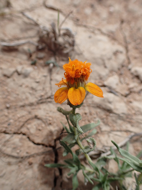 Zinnia anomala (Shortray zinnia) #71329