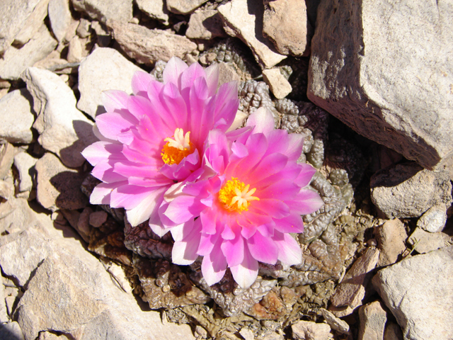 Ariocarpus fissuratus (Chautle livingrock) #87392