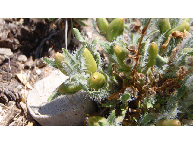 Stenandrium barbatum (Early shaggytuft) #87414