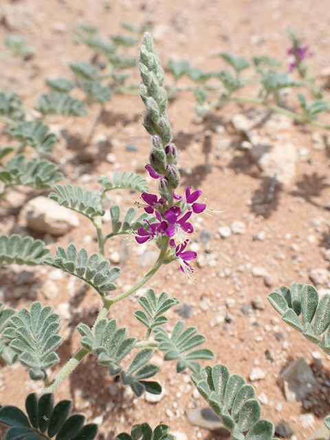 Dalea lanata (Woolly prairie clover) #88008