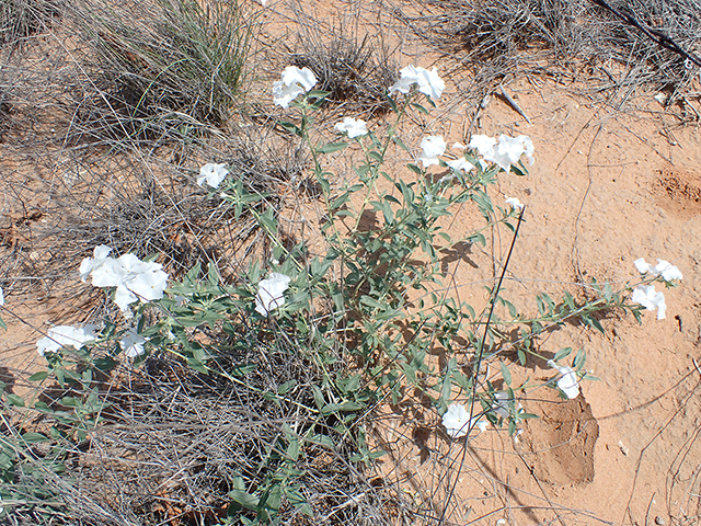 Heliotropium convolvulaceum (Phlox heliotrope) #88015