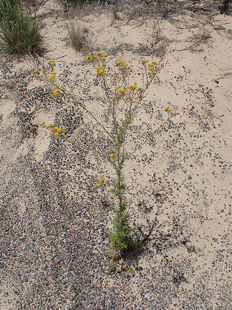 Hymenopappus flavescens (Yellow plainsman) #88023