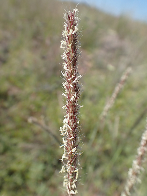 Lycurus setosus (Bristly wolfstail) #89889