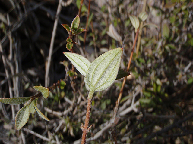 Philadelphus serpyllifolius (Thymeleaf mock orange) #89932