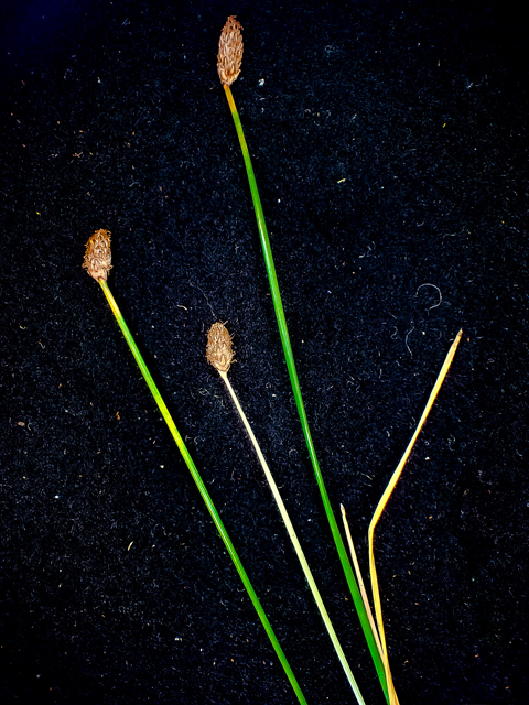 Eleocharis montevidensis (Sand spikerush) #48827